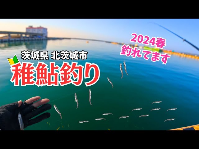 稚鮎釣り 2024年 春の北茨城…シーズン到来？ 今時期しか出来ない釣りを楽しんでみた