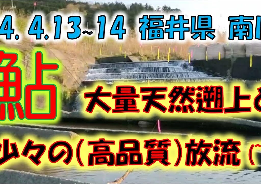 2024年 ４月13～14日 天然遡上と15～16日の稚鮎放流