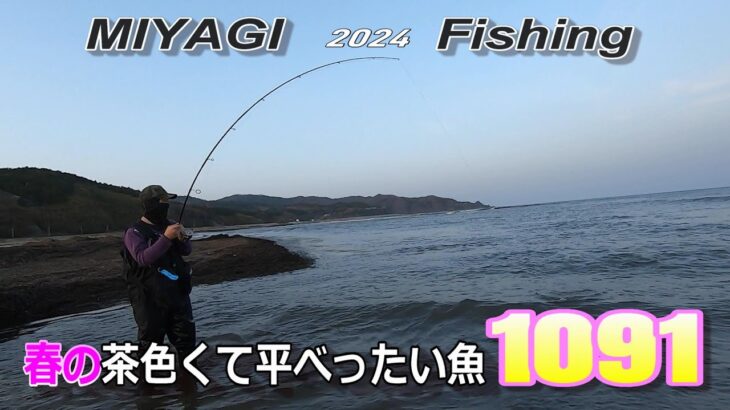 2024　春到来・宮城釣り　茶色くて平べったい　あの魚が1091しました‼