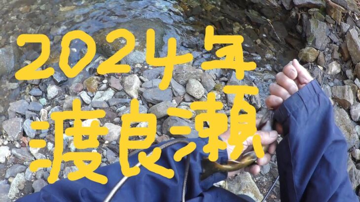 2024年　2本目　4月12日　渡良瀬川支流　餌釣り　渓流釣り　爆釣
