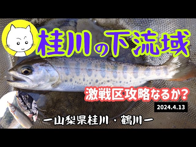 桂川下流域の本流釣りと鶴川の渓流釣りー2024年4月ー山梨県
