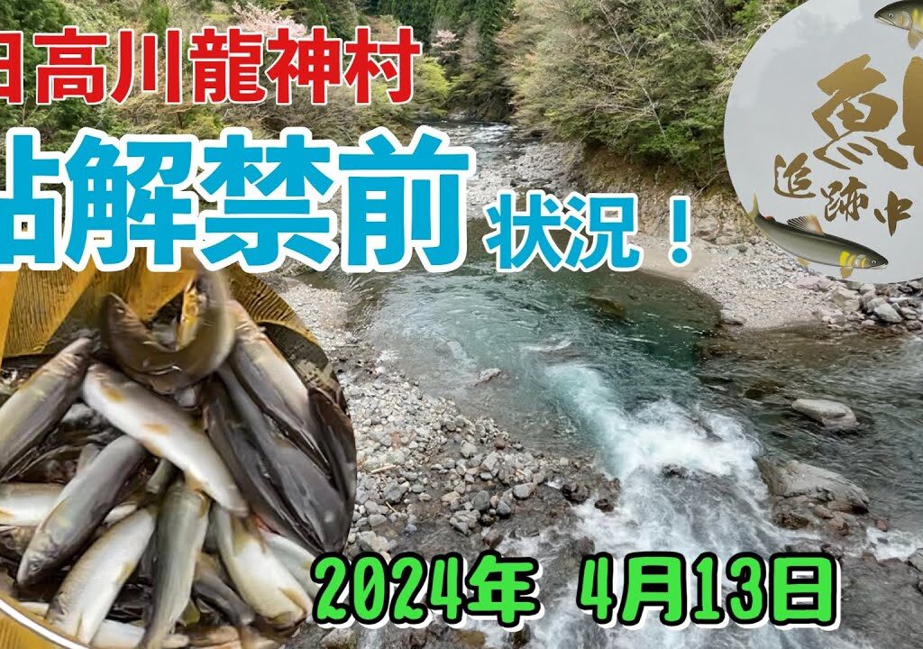 【日高川あゆ解禁前状況】龍神村2024年4月13日