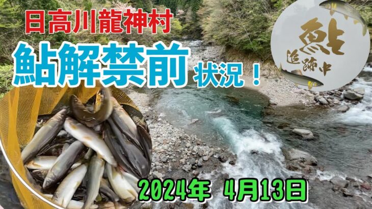 【日高川あゆ解禁前状況】龍神村2024年4月13日