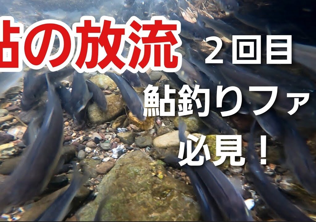 鮎の放流②　動画最後に組合長から鮎釣りファンに嬉しい一言！　2024年4月3日