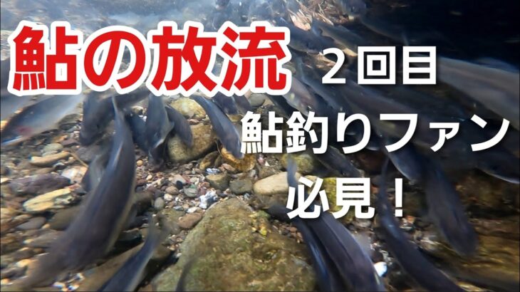 鮎の放流②　動画最後に組合長から鮎釣りファンに嬉しい一言！　2024年4月3日