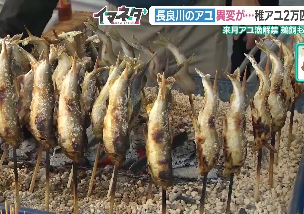 水温上昇などでアユに異変　産卵時期・大きさ　専門家「漁期の再設定も」　岐阜　 (24/04/18 17:52)