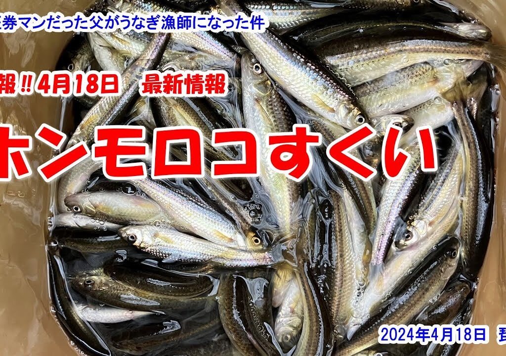 【ホンモロコすくい】速報‼4月18日最新情報　2024年4月18日　琵琶湖
