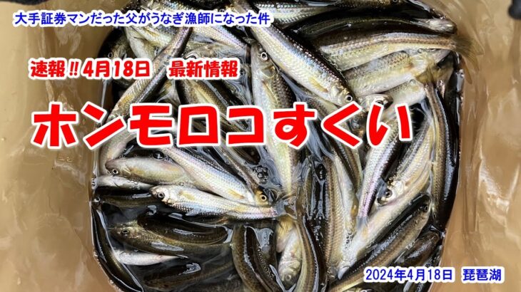 【ホンモロコすくい】速報‼4月18日最新情報　2024年4月18日　琵琶湖