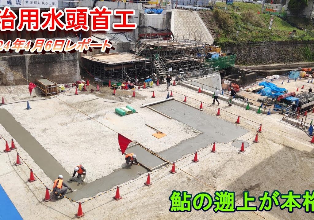 【明治用水頭首工】鮎の遡上が本格化【4月6日レポート】