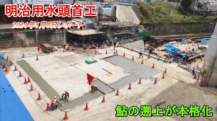 【明治用水頭首工】鮎の遡上が本格化【4月6日レポート】
