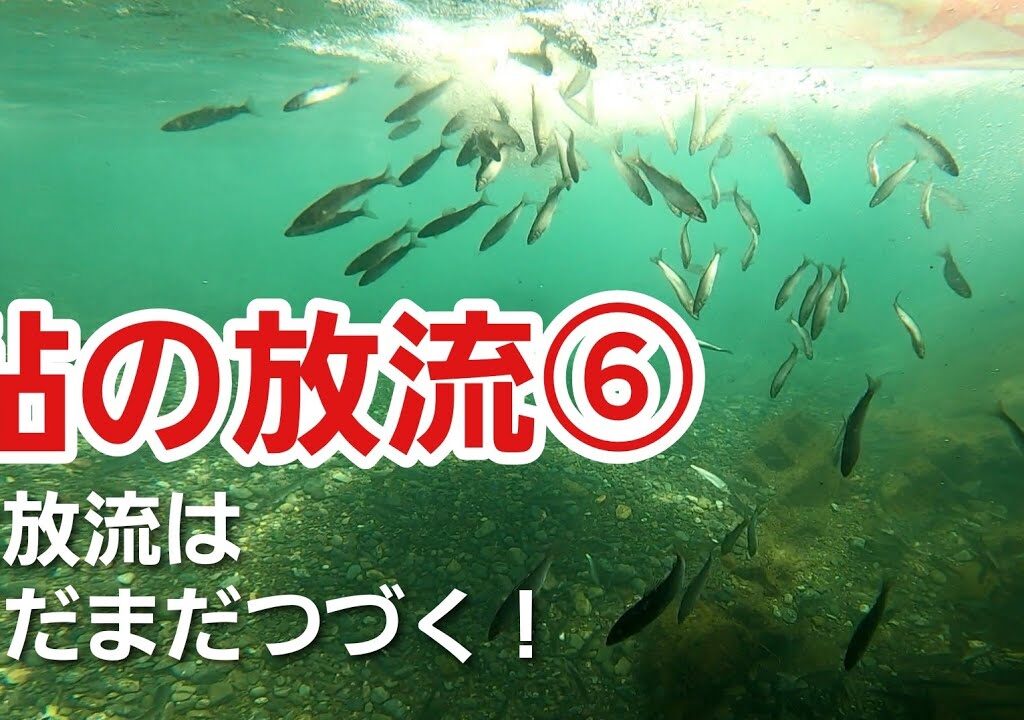 鮎の放流⑥　今年６回目の放流です（泉の淵＆瀬津川6ヵ所）　　2024年4月14日
