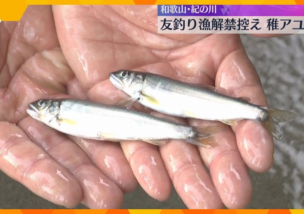 紀の川に稚アユ8万匹放流　友釣り漁の解禁までに約30万匹、3トンが放流される予定　和歌山