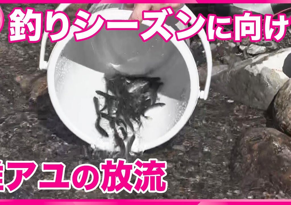 【稚アユの放流】  国内有数の透明度｢銚子川｣　三重・紀北町