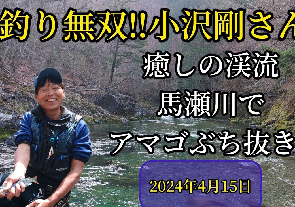 友釣り無双‼️小沢剛さん‼️癒しの渓流馬瀬川でアマゴぶち抜き‼️