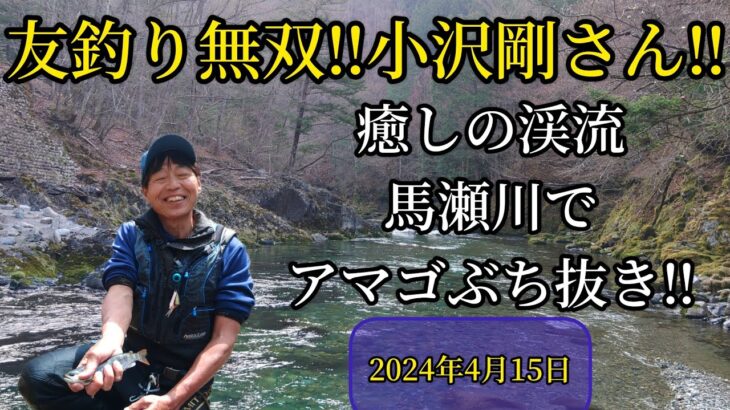 友釣り無双‼️小沢剛さん‼️癒しの渓流馬瀬川でアマゴぶち抜き‼️