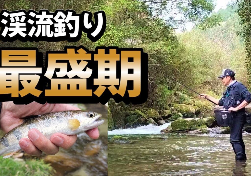 渓流釣り　最強鮎釣りクラブのアマゴ釣り例会に参加した結果