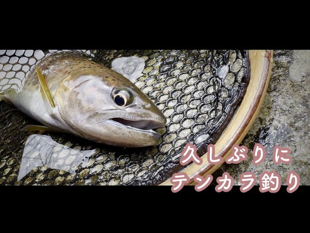『テンカラ釣り』に行って来ました。