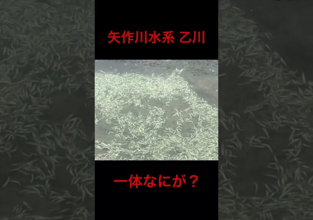 ※拡散希望 稚鮎の大量死骸 一体なにが？矢作川水系 乙川 通報レベル #稚鮎の大量死骸 #矢作川 #乙川