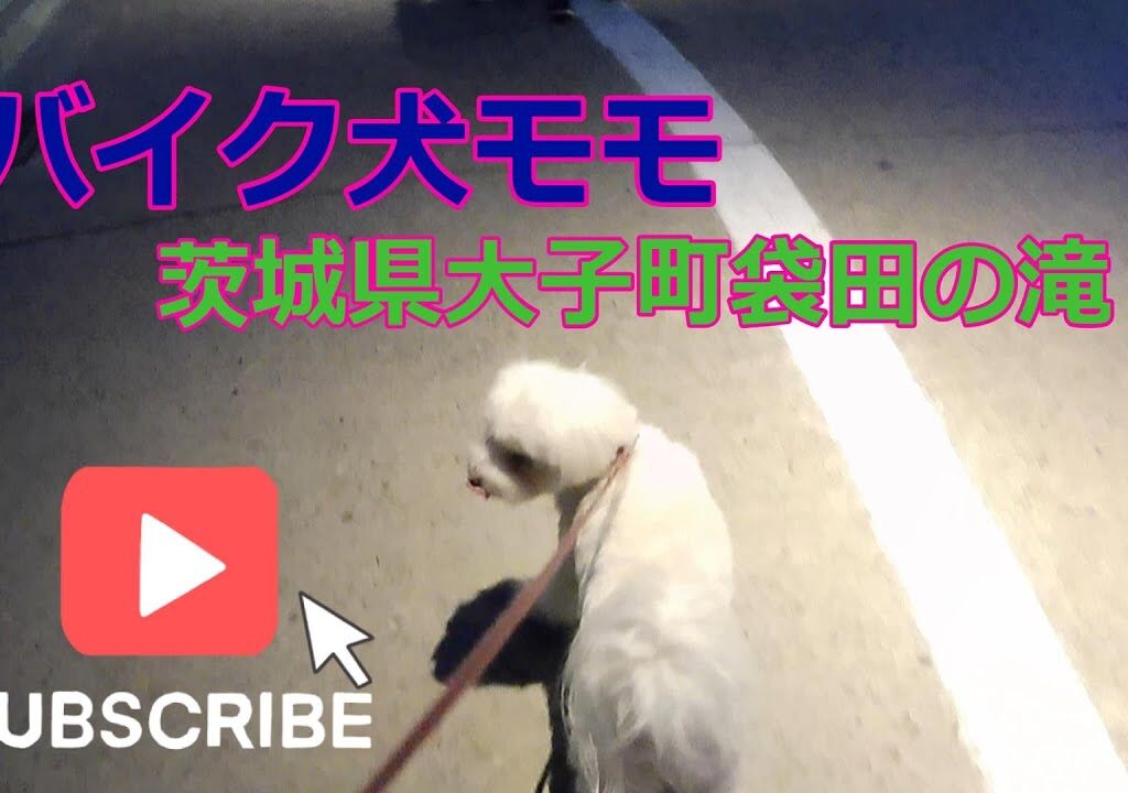 【犬とバイクでお出かけ】頑張って歩いた袋田の滝