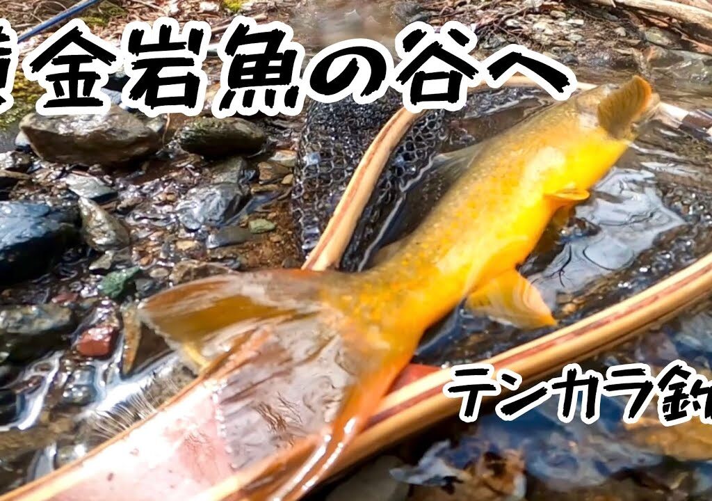 【テンカラ釣り】　黄金岩魚を求めて､､､