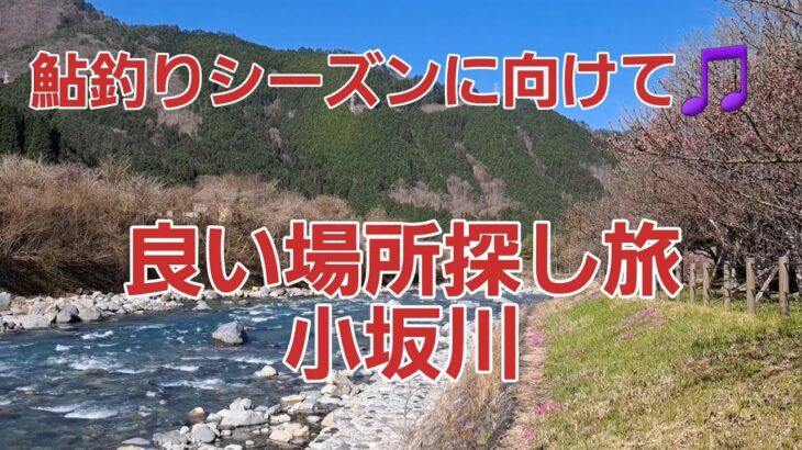 鮎釣りシーズンに向けて🎵良い場所探し旅　小坂川