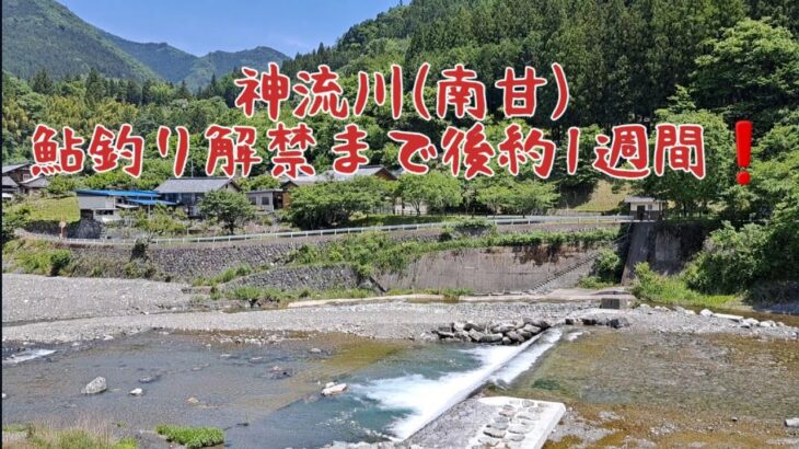 鮎釣り解禁　まで後約1週間　神流川(南甘)
