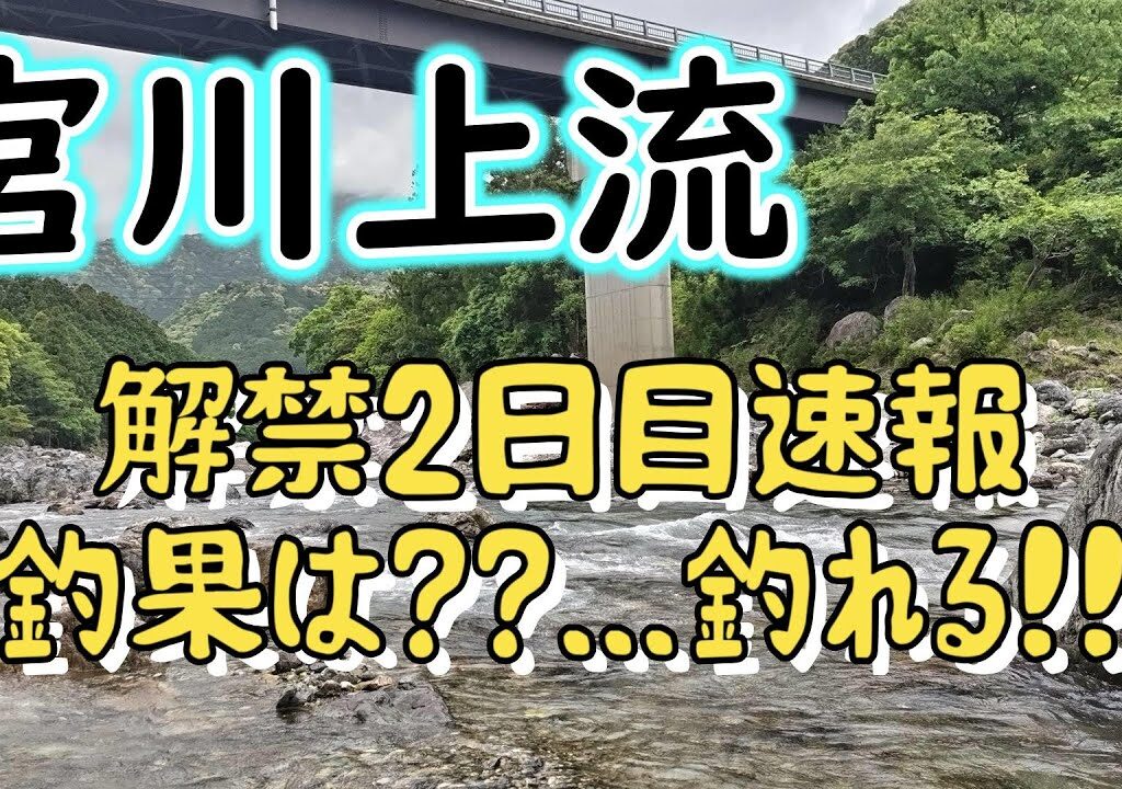 宮川上流のアユ釣り解禁2日目釣行【宮川上流 2024年】