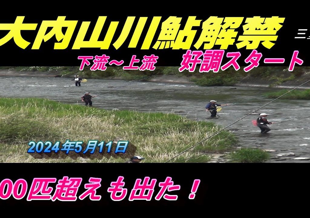 2024 05 11大内山川鮎解禁好調スタート！100匹超えの釣果も‥