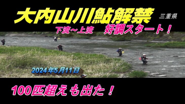 2024 05 11大内山川鮎解禁好調スタート！100匹超えの釣果も‥