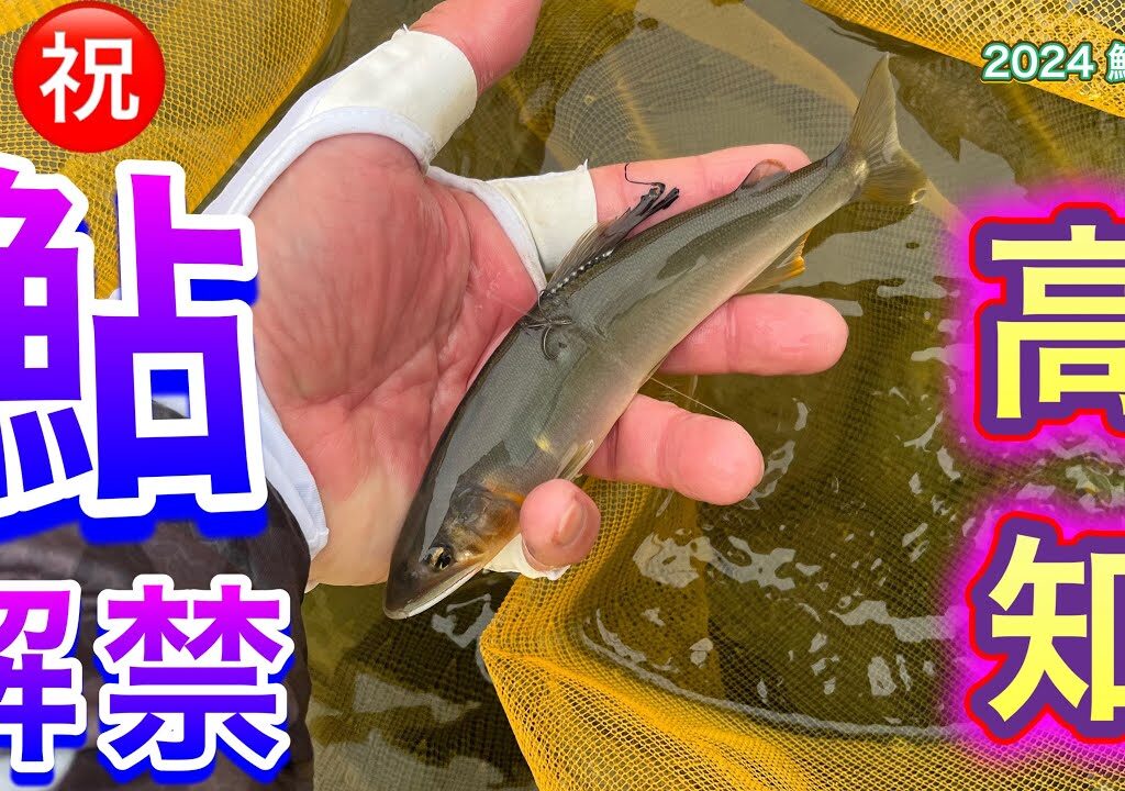 2024 鮎 1　祝 鮎解禁　高知