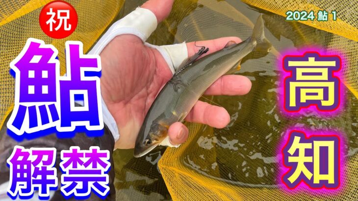 2024 鮎 1　祝 鮎解禁　高知