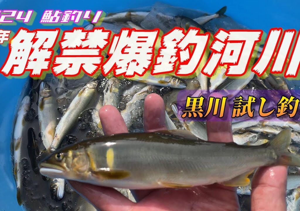【2024鮎釣り】昨年 好調だった黒川の解禁前 成育調査試し釣り！