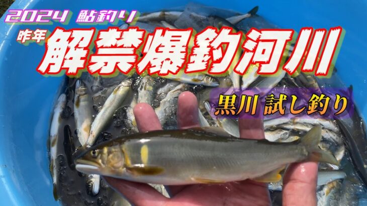 【2024鮎釣り】昨年 好調だった黒川の解禁前 成育調査試し釣り！