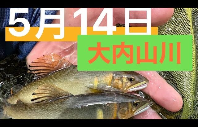 2024年大内山川　鮎釣り解禁四日目