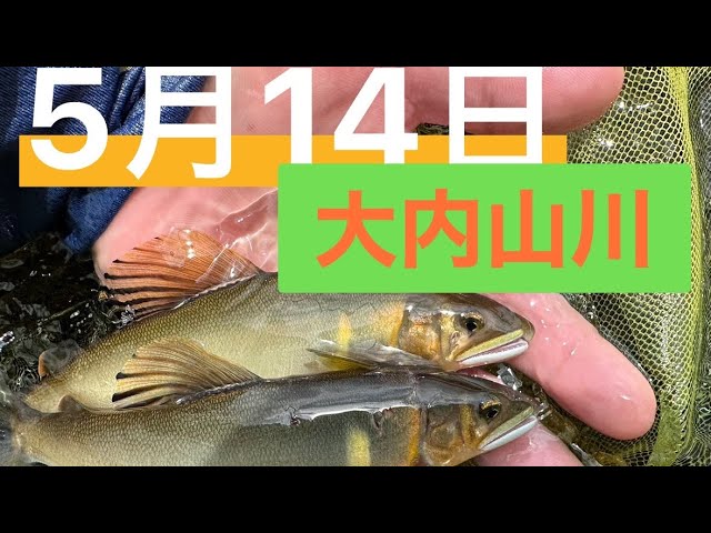 2024年大内山川　鮎釣り解禁四日目