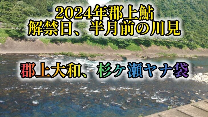 2024年郡上鮎‼️解禁、半月前の川見。郡上大和、杉ケ瀬ヤナ袋