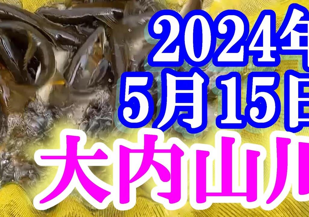 鮎釣り 曇のち雨 渇水垢ぐされ 石ぶり 平瀬橋下 石ぶり 大内山川 2024年