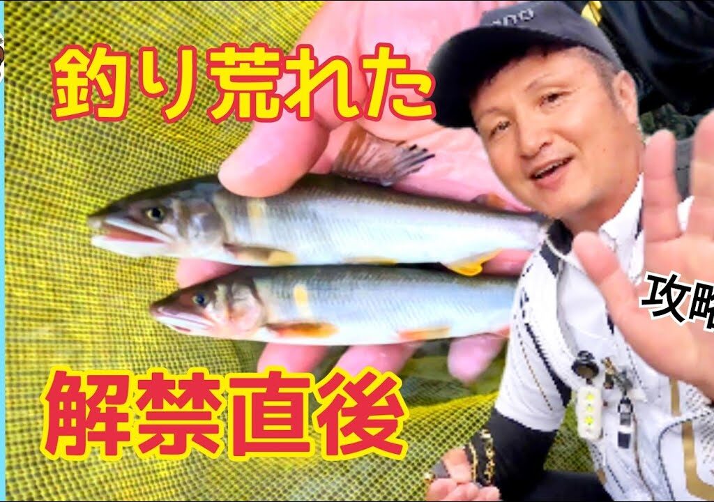 【鮎釣り2024】釣り荒れた解禁後の付知川