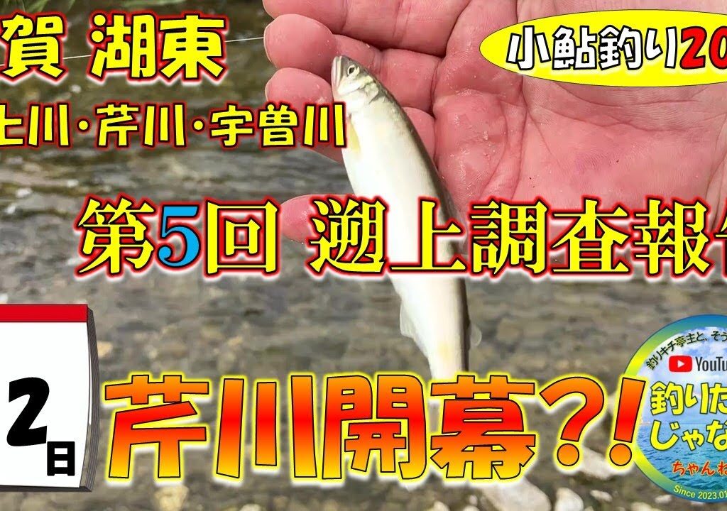 【小鮎釣り2024・第５回調査】芹川開幕？！滋賀、湖東三川（芹川・犬上川・宇曽川）の小鮎釣りおよび遡上調査。これを見れば、湖東地区の今がわかる。滋賀に釣行に行く前に見る動画。