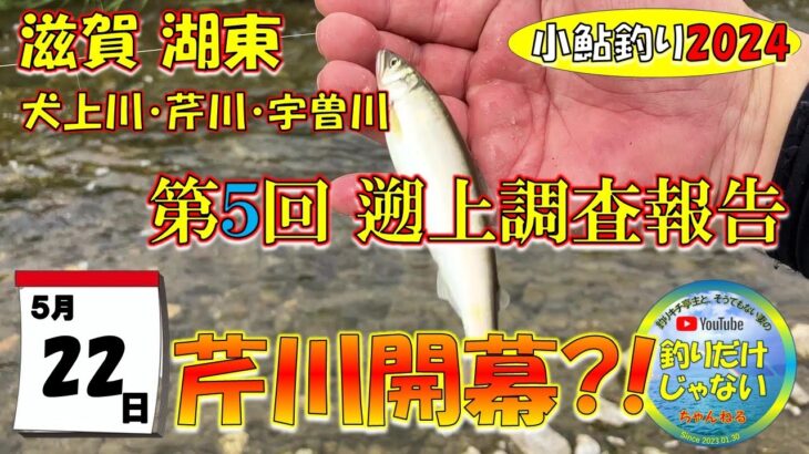 【小鮎釣り2024・第５回調査】芹川開幕？！滋賀、湖東三川（芹川・犬上川・宇曽川）の小鮎釣りおよび遡上調査。これを見れば、湖東地区の今がわかる。滋賀に釣行に行く前に見る動画。