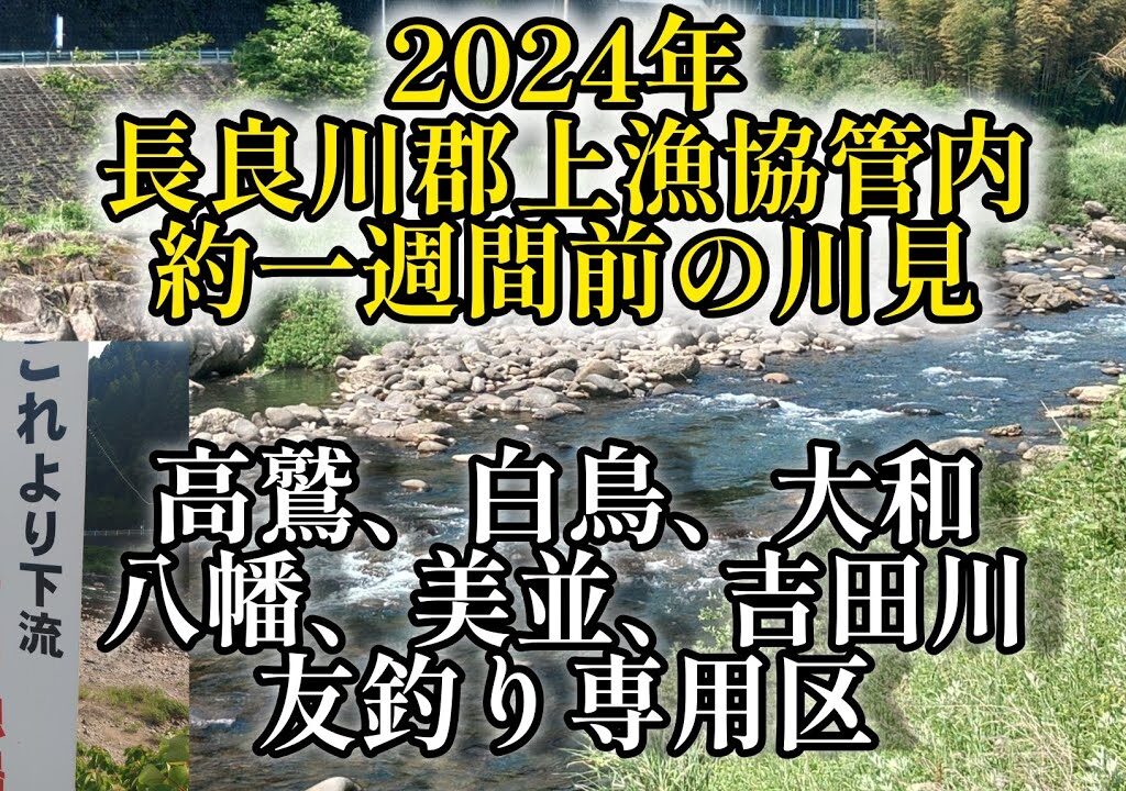 2024年長良川郡上漁協管内。約一週間前の川見‼️友釣り専用区‼️高鷲、白鳥、大和、八幡、美並、吉田川。