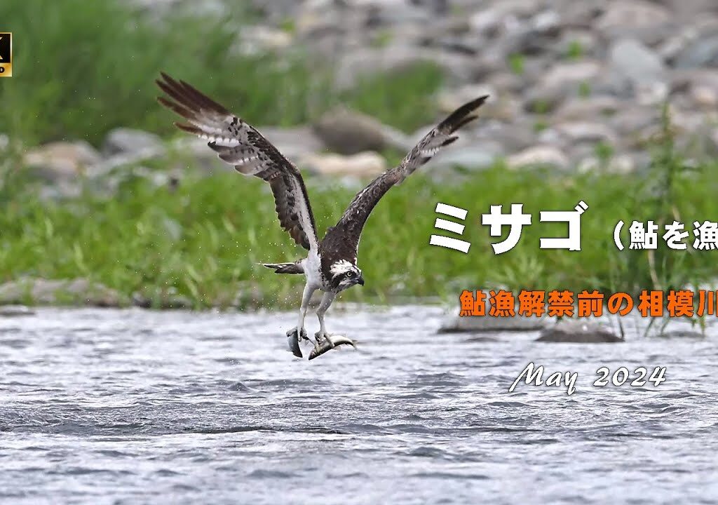 2024 ミサゴ（鮎を漁る）／山岳詩＿【4ｋ】NikonＺ9