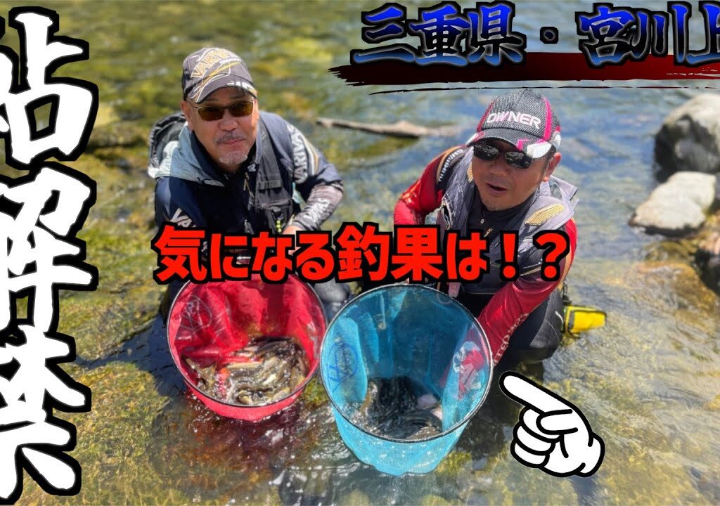 【三重県・宮川上流鮎釣り】2024.三重県宮川上流鮎釣り解禁。今シーズンはめちゃくちゃ綺麗で真っ黄色の鮎が飛んで舞う！！