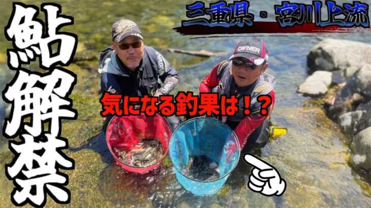 【三重県・宮川上流鮎釣り】2024.三重県宮川上流鮎釣り解禁。今シーズンはめちゃくちゃ綺麗で真っ黄色の鮎が飛んで舞う！！
