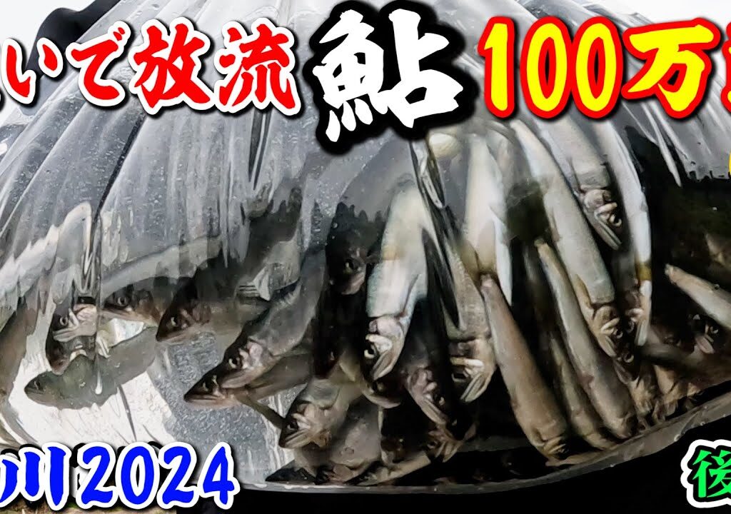 2024桂川鮎100万匹放流【後編】放流場所が全て分かるぞ!!【山梨桂川・鶴川地区】