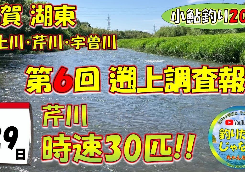【小鮎釣り2024・第６回調査】芹川時速30匹！！滋賀、湖東三川（芹川・犬上川・宇曽川）の小鮎釣りおよび遡上調査。これを見れば、湖東地区の今がわかる。滋賀に釣行に行く前に見る動画。