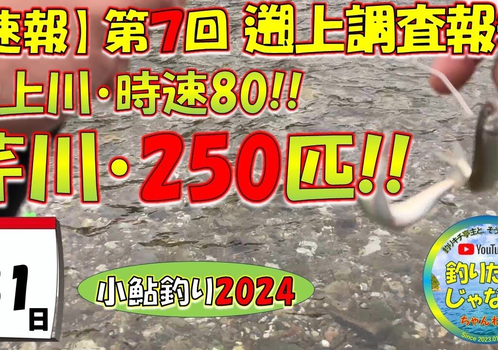 【小鮎釣り2024・第7回調査】犬上川、時速80匹、芹川、時速250匹！！滋賀、湖東三川（芹川・犬上川・宇曽川）の小鮎釣りおよび遡上調査。これを見れば、湖東地区の今がわかる。滋賀に釣行に行く前に見る動