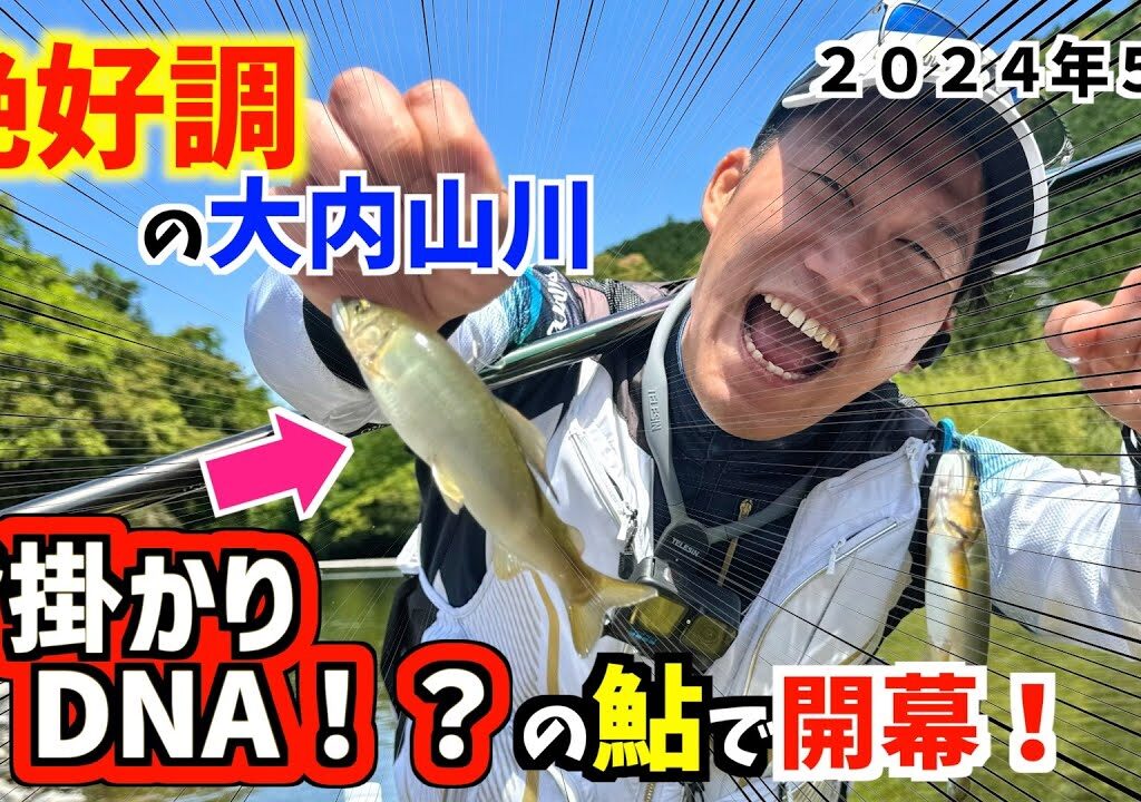 【鮎釣り2024】大内山川が絶好調のその理由とは？それは「背掛かりDNA」の鮎だから釣れるんです？！
