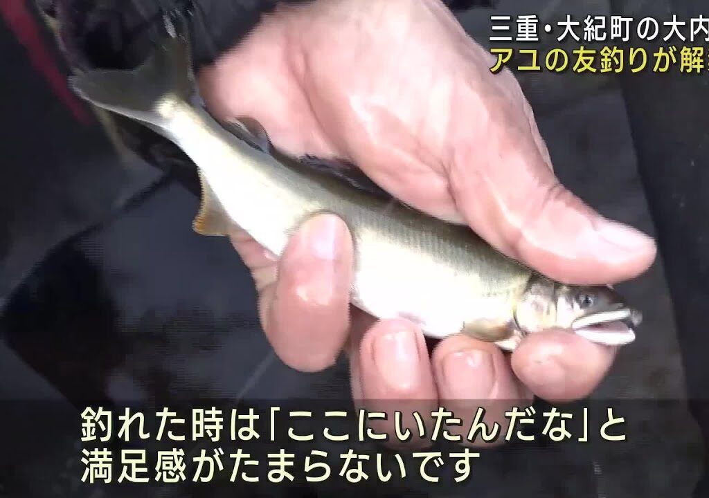 アユの釣りが解禁　今年は苔の生育がよく稚魚が大きく育つ　三重県大紀町の大内山川 (24/05/11 12:00)