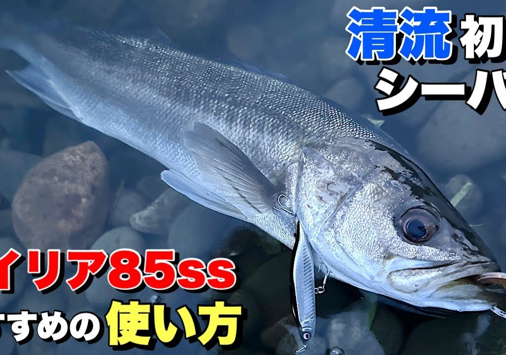 【初夏シーバス】レイリア85ssを使って稚鮎付きシーバス狙ってみた！